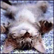 Pokerface